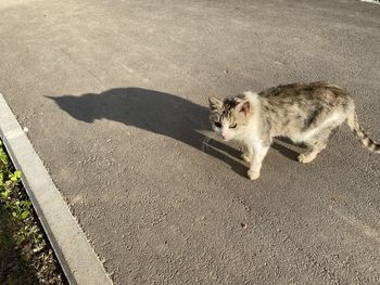 High angle view of cat on street