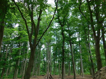 Low angle view of bamboo trees in forest