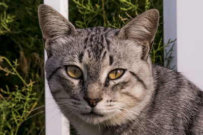 Close-up portrait of tabby cat