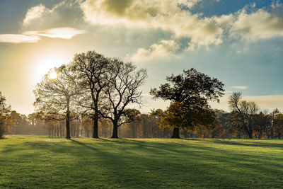 Trees on field against sky during sunset