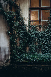 Ivy growing on wall of building