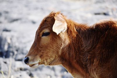 Close-up of a calf