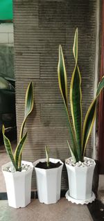 Potted plant on table