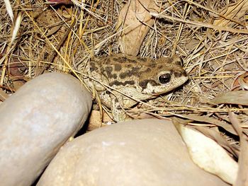 Close-up of lizard