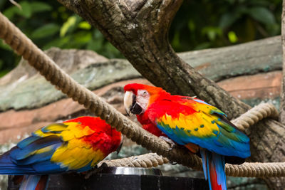 View of parrot perching on branch