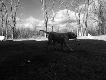 Dog running on field