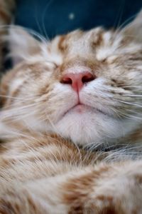 Orange tabby cat sleeping