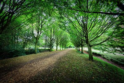 Road amidst trees in forest