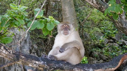 Monkey sitting on tree