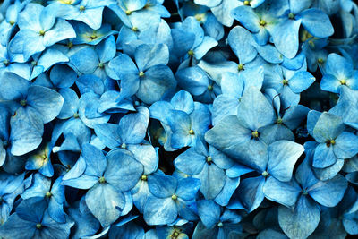 Full frame shot of blue hydrangea blooming outdoors