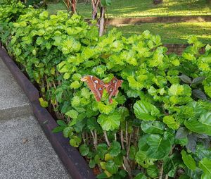 High angle view of fresh green plants