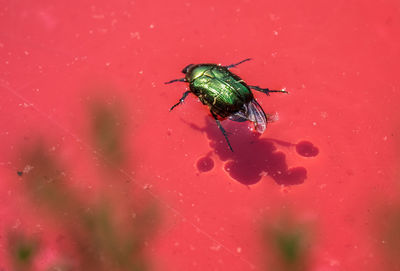 High angle view of housefly on leaf