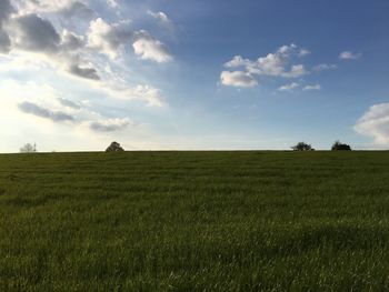 Scenic view of grassy field against sky