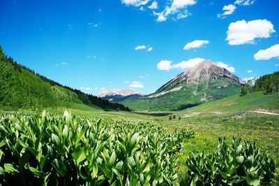 Scenic view of agricultural field against sky