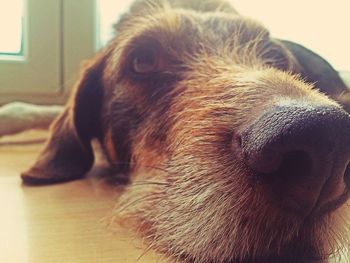 Close-up of a sleeping cat