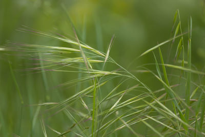 Close-up of crops growing on field