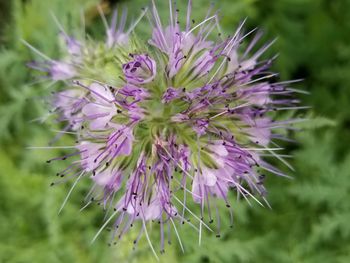 Close-up of purple flowers hanging on plant