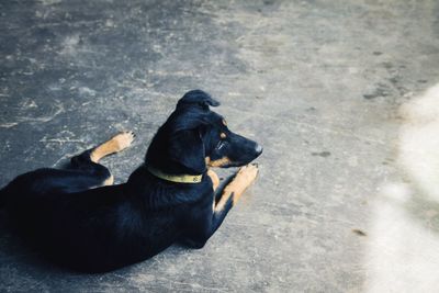 Dog looking away