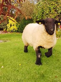 Sheep standing in a field