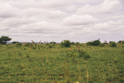 environment