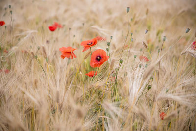 Close-up of red poppy on field