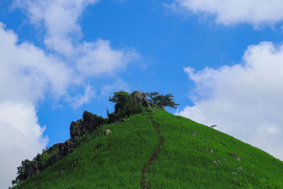 Low angle view of plant on land against sky