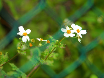 Close-up of flowers blooming outdoors