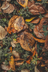 High angle view of dry leaves on field