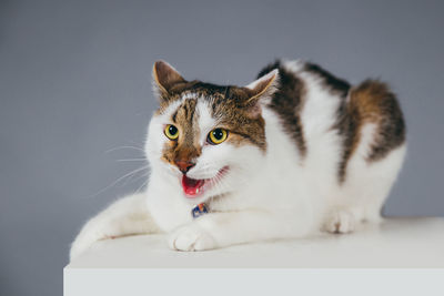 Close-up of cat on cube against gray background