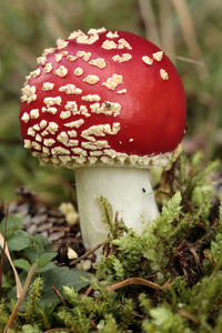 Close-up of mushroom in forest