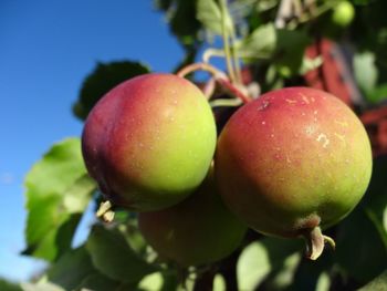 Close-up of fruits