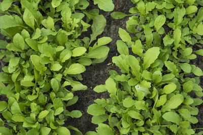 High angle view of green plants