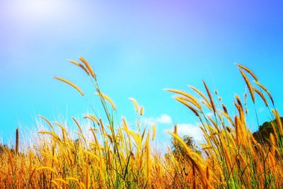 Close-up of crops on field against clear blue sky