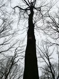 Low angle view of bare tree against sky