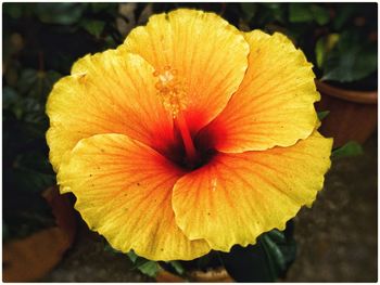 Close-up of hibiscus flower