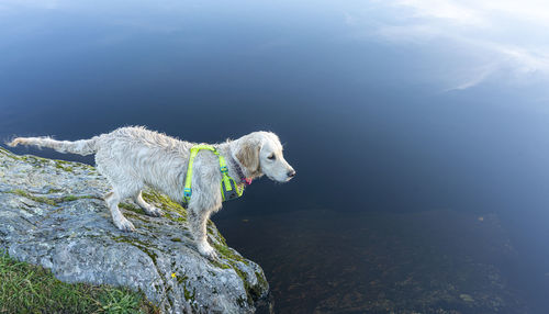 Dog standing on rock in sea