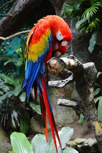 Close-up of parrot perching on branch