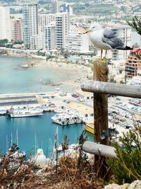 Seagulls perching on wooden post in city