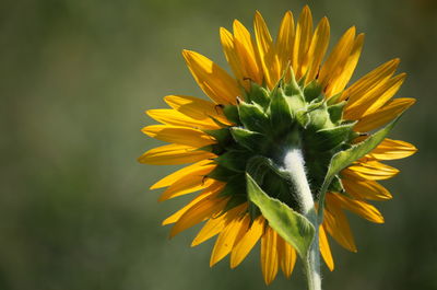 Close-up of yellow flowering plant