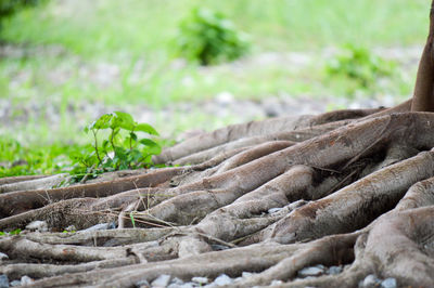 Close-up of dead plant on land