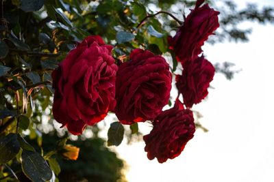 Close-up of red rose plant