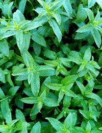 Full frame shot of green leaves