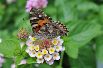 Butterfly pollinating on flower