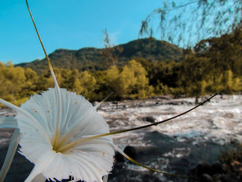 Close-up of white flowering plant against sky