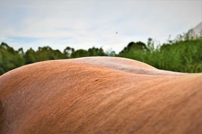 Close-up of a horses back