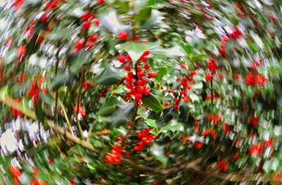 Red berries