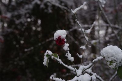 Close-up of frozen flower on tree during winter