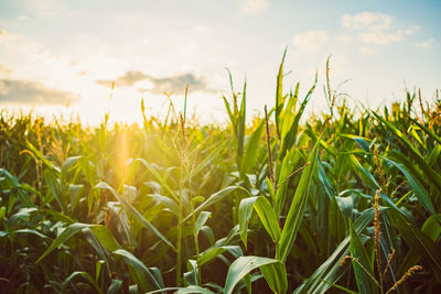 Close-up of crops growing on field against sky