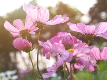 Close-up of pink flowering plants