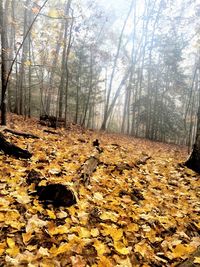 Autumn leaves on tree trunk in forest